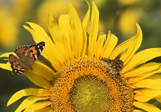 向日葵是怎么傳播種子的？向日葵是圍著太陽轉(zhuǎn)嗎