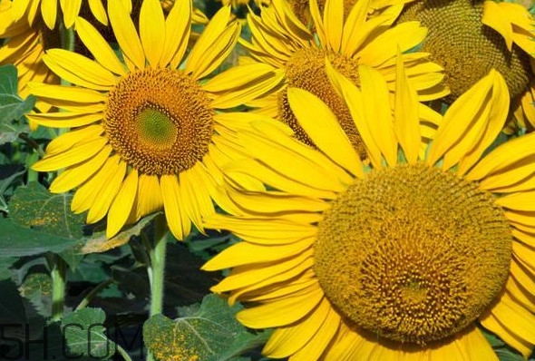 向日葵的作用是什么？向日葵有香味嗎