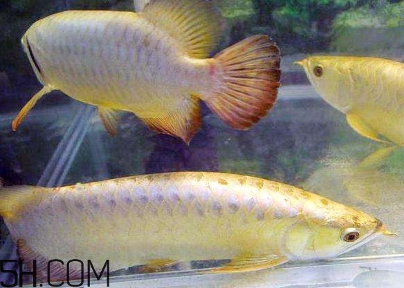 金龍魚有什么寓意？金龍魚有幾個品種