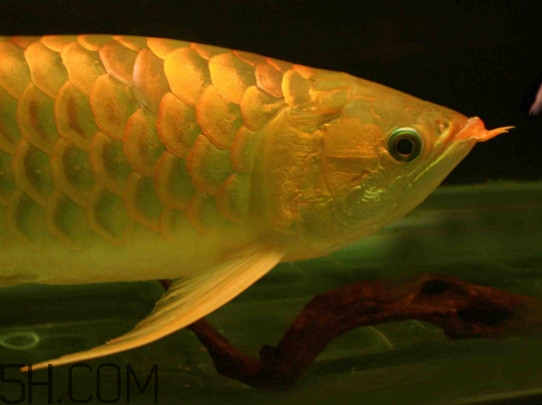 什么魚和金龍魚一起養(yǎng)好？金龍魚怎么養(yǎng)