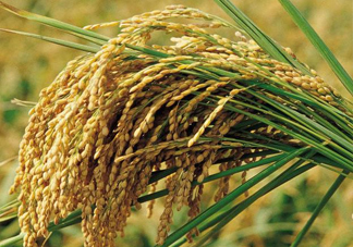 五常大米什么時(shí)候收割？五常大米的功效與作用