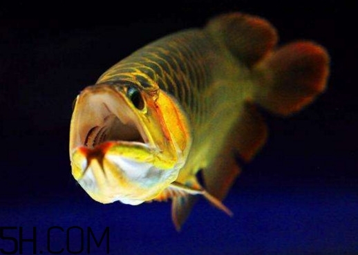 金龍魚有什么寓意？金龍魚有幾個品種