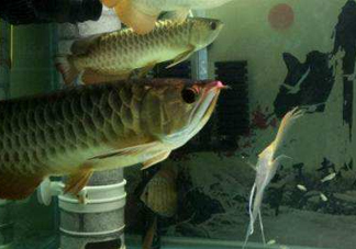 金龍魚是怎么繁殖？養(yǎng)金龍魚有什么講究