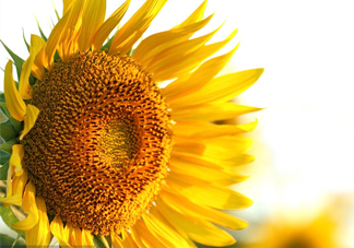 向日葵的作用是什么？向日葵有香味嗎