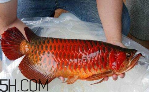 金龍魚(yú)能吃嗎？紅龍魚(yú)貴還是金龍魚(yú)貴
