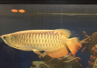 金龍魚是什么魚？金龍魚多少錢一條