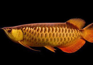 什么魚和金龍魚一起養(yǎng)好？金龍魚怎么養(yǎng)