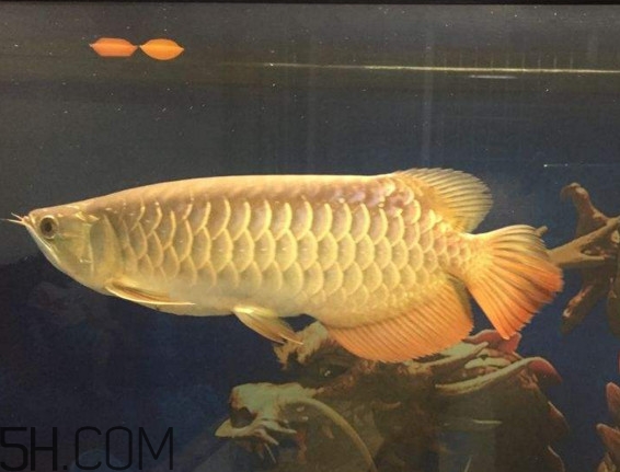 金龍魚是什么魚？金龍魚多少錢一條