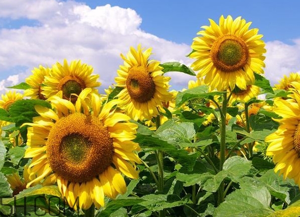 向日葵的作用是什么？向日葵有香味嗎