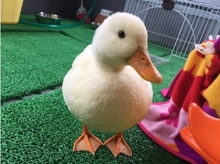 吸鴨表情包 吸鴨動圖 吸鴨表情包 吸鴨動圖