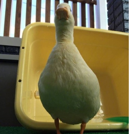 吸鴨表情包 吸鴨動圖 吸鴨表情包 吸鴨動圖