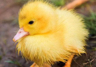 吸鴨表情包 吸鴨動圖