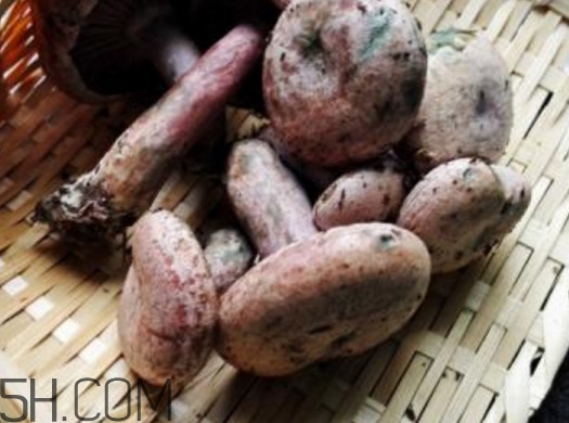 重陽菌燉久了營養(yǎng)會流失嗎？重陽菌長霉還能吃嗎