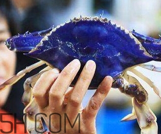 藍色梭子蟹可以吃嗎？梭子蟹蟹腿變藍可以吃嗎