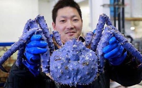 藍色梭子蟹可以吃嗎？梭子蟹蟹腿變藍可以吃嗎