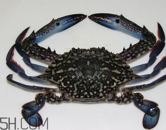 藍色梭子蟹可以吃嗎？梭子蟹蟹腿變藍可以吃嗎