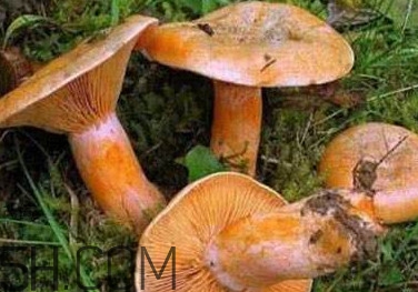 樅樹(shù)菌有點(diǎn)霉了能吃嗎？樅樹(shù)菌能和皮蛋一起吃嗎