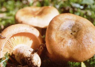 樅樹菌有點霉了能吃嗎？樅樹菌能和皮蛋一起吃嗎