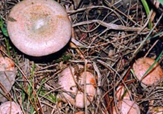 重陽菌燉久了營養(yǎng)會(huì)流失嗎？重陽菌長(zhǎng)霉還能吃嗎