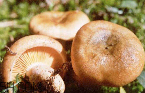 樅樹(shù)菌有點(diǎn)霉了能吃嗎？樅樹(shù)菌能和皮蛋一起吃嗎