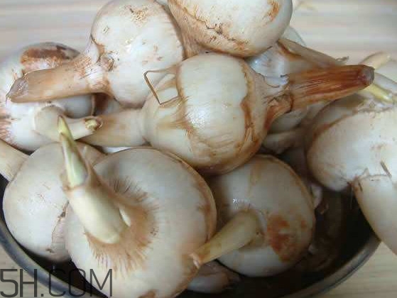 慈菇是發(fā)物嗎？慈菇是馬蹄嗎