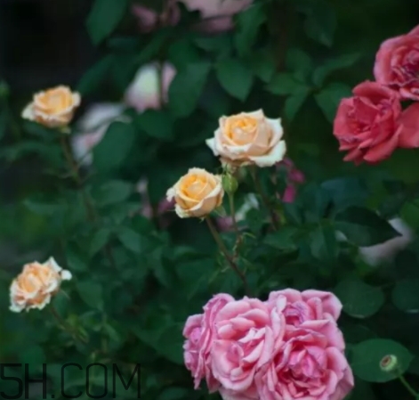 香水工坊茶玫瑰tea rose好聞嗎？tea rose香水有假貨嗎？