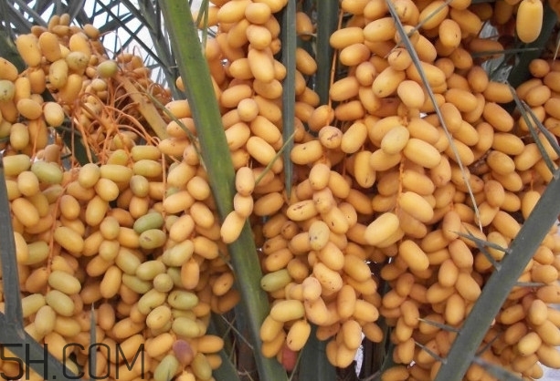 椰棗會(huì)上火嗎？椰棗有幾種