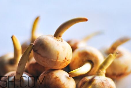 慈菇怎么做好吃？慈菇的功效與作用