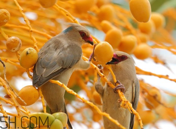 椰棗是哪里的特產(chǎn)？椰棗是棗嗎