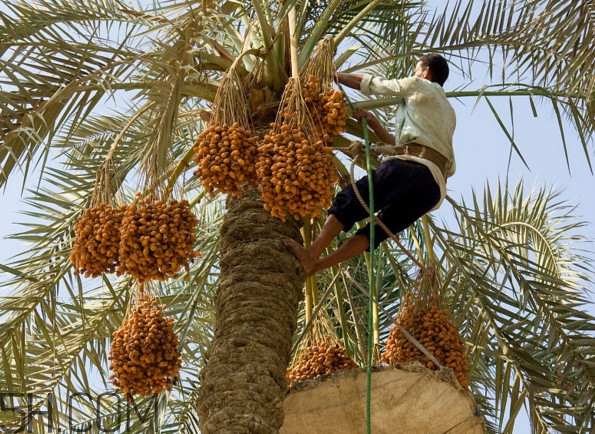 椰棗會(huì)上火嗎？椰棗有幾種