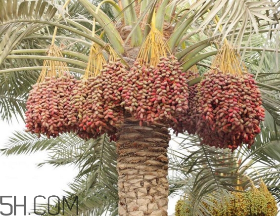 椰棗和紅棗哪個營養(yǎng)好？棗椰和椰棗有區(qū)別嗎