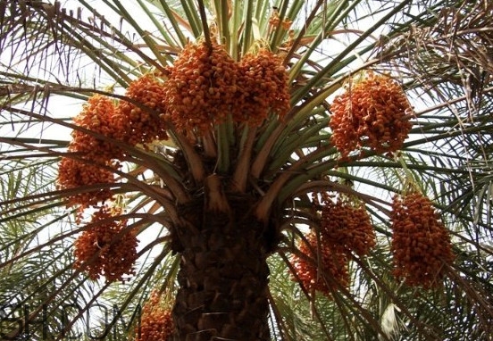 椰棗怎么保存？椰棗能提高性功能嗎