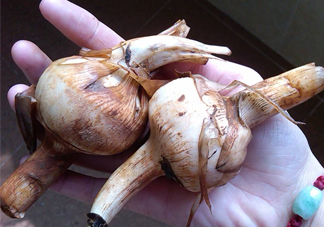 慈菇是什么？慈菇怎么吃