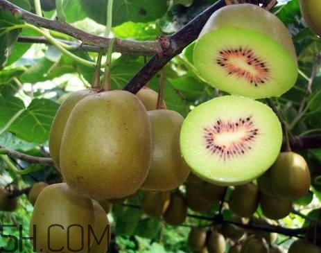 紅心獼猴桃一斤有幾個(gè) 紅心獼猴桃一畝產(chǎn)量 紅心獼猴桃一斤有幾個(gè) 紅心獼猴桃一畝產(chǎn)量