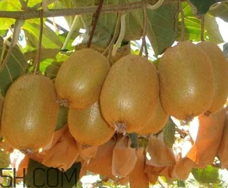 徐香獼猴桃一斤多少錢 徐香獼猴桃營養(yǎng)價(jià)值 徐香獼猴桃一斤多少錢 徐香獼猴桃營養(yǎng)價(jià)值