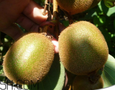 徐香獼猴桃一斤多少錢 徐香獼猴桃營養(yǎng)價(jià)值 徐香獼猴桃一斤多少錢 徐香獼猴桃營養(yǎng)價(jià)值