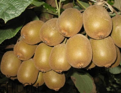 紅陽獼猴桃怎么吃 紅陽獼猴桃硬的能吃嗎 紅陽獼猴桃怎么吃 紅陽獼猴桃硬的能吃嗎