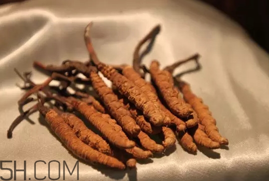 冬蟲夏草真的冬天是蟲夏天是草嗎？冬蟲夏草是怎么長成