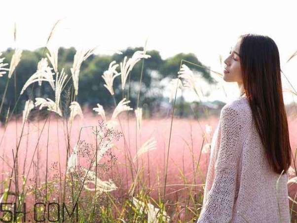 粉黛亂子是什么植物？粉黛亂子草花語