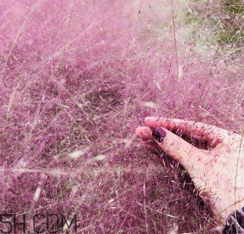 粉黛亂子是什么植物？粉黛亂子草花語