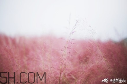 粉黛亂子是什么植物？粉黛亂子草花語