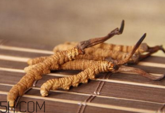 冬蟲夏草怎么保存？冬蟲夏草怎么挑選