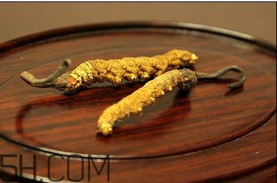 冬蟲夏草多少錢一斤？冬蟲夏草回收多少錢一克