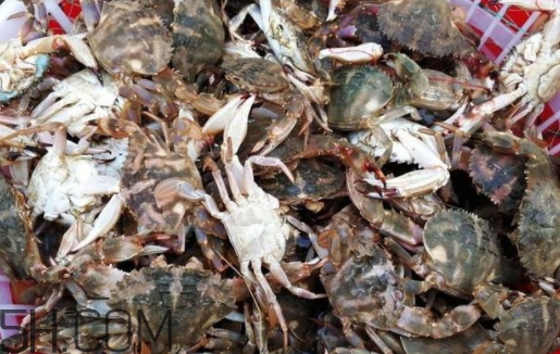 花蓋蟹和梭子蟹哪個好吃？花蓋蟹和梭子蟹區(qū)別