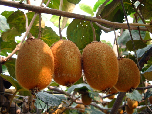 海沃德獼猴桃?guī)自率?海沃德獼猴桃什么時(shí)候成熟 海沃德獼猴桃?guī)自率?海沃德獼猴桃什么時(shí)候成熟