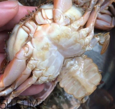 花蓋蟹和梭子蟹哪個好吃？花蓋蟹和梭子蟹區(qū)別