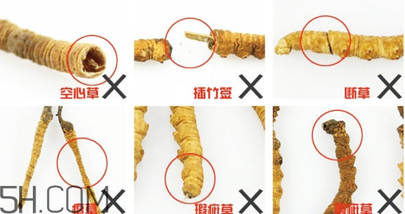 冬蟲夏草有假的嗎？冬蟲夏草不抗癌