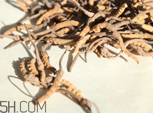 冬蟲夏草什么時候采挖？冬蟲夏草什么人不能吃