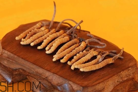 冬蟲夏草不能和什么一起吃？冬蟲夏草有多少種