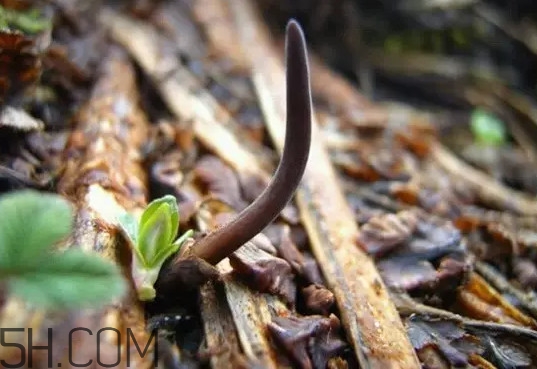 冬蟲夏草真的冬天是蟲夏天是草嗎？冬蟲夏草是怎么長成